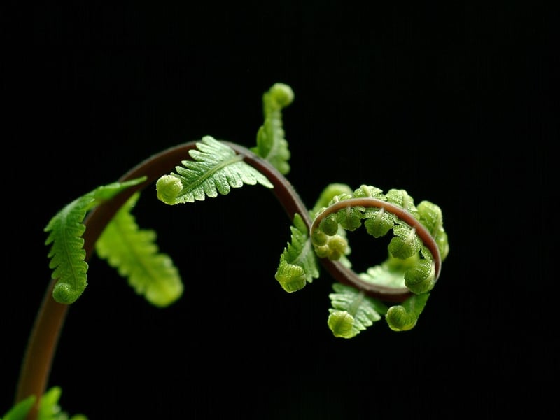 Starlight Ferns