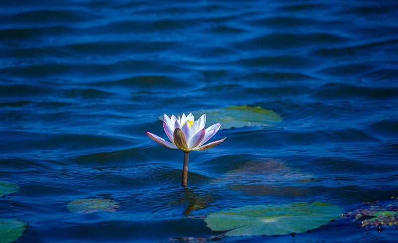 Enchanted Lotus