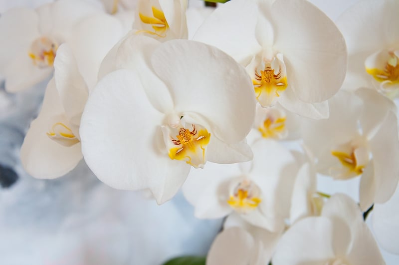 Whispering Orchids