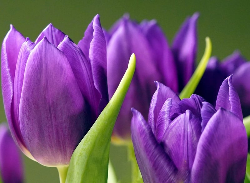 Crystal Violets